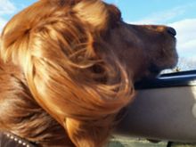 We'd say "do your Jag Pose" and front paws on the console, rear on the rear seat, head on windshield enjoying the wind.