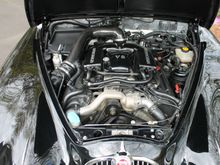 The Beast