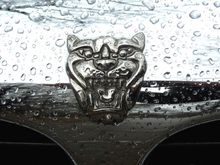 Jaguar in the rain