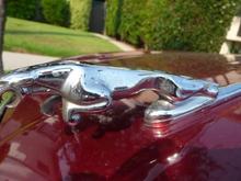 Leaper close up