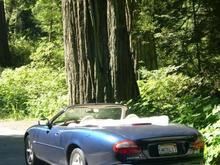Redwoods look good alongside Ms. J.