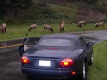 Trippin about the animals in Oregon - up close and personal