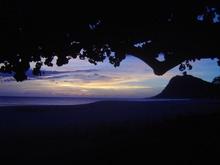 Under the tree at sunset