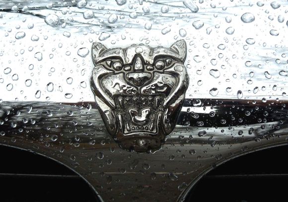 Jaguar in the rain