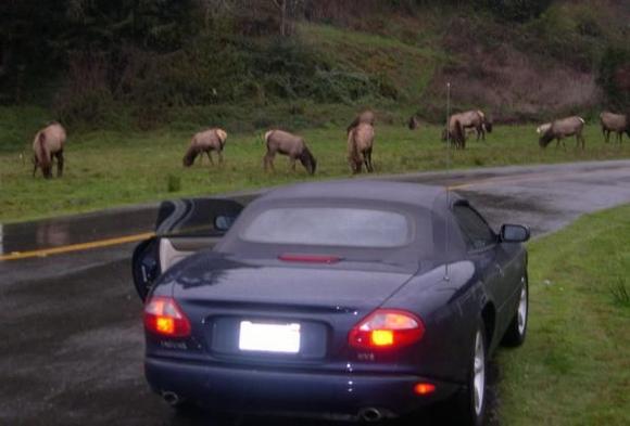 Trippin about the animals in Oregon - up close and personal