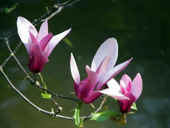 Descanso Gardens