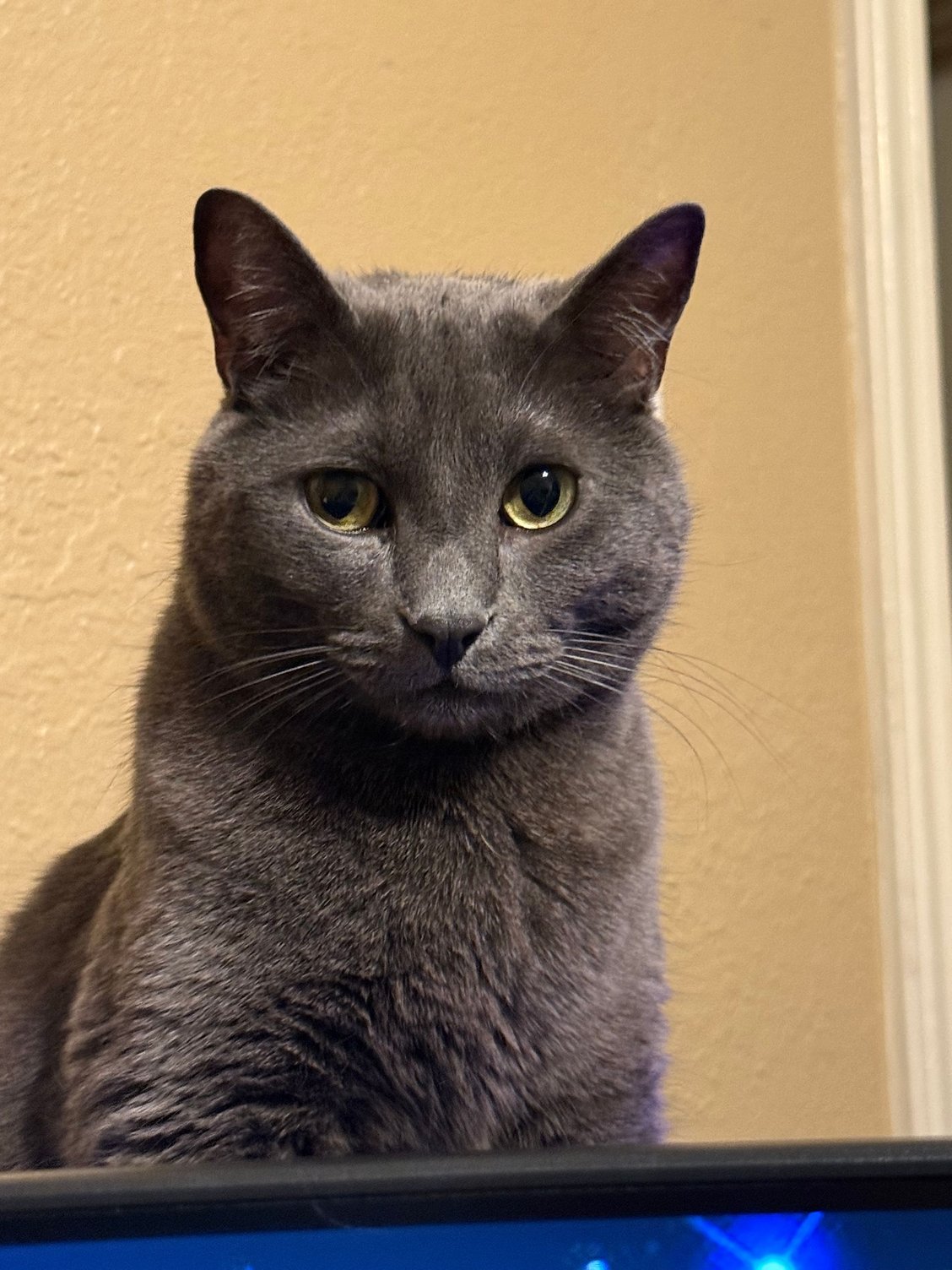 Silvia: hes the largest and most anti social. A first pancake, everyone knows you burn the first pancake. 