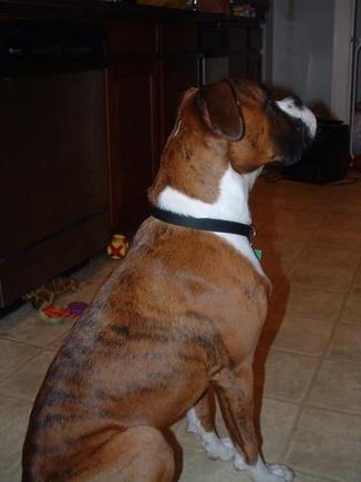 Tiger sitting up