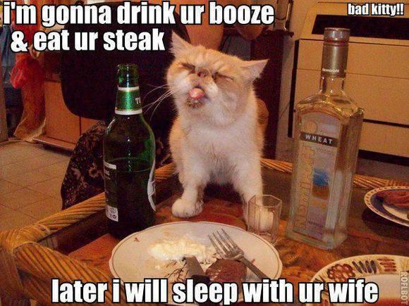 Homewrecker Cat