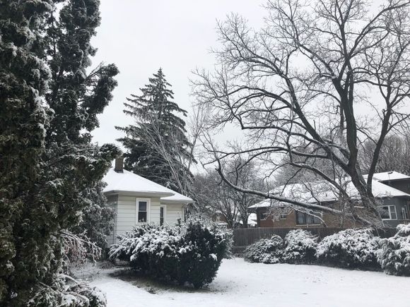 This tree used to reach over my roof. 
