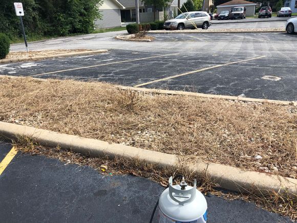 Got bit of a weed issue at shop 