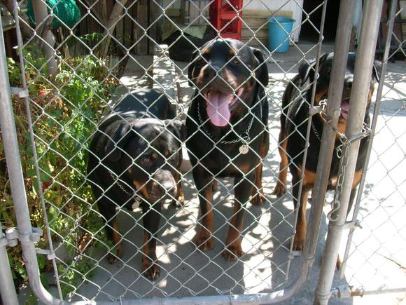 Rotts