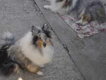 And you're going to look after Kristl'Yannah? This charming one year old? This nuclear power plant on four legs? On second thought, deal. You watch the children for a couple weeks, I'll supply the alcohol and wine (Massandrah, best in the world) and she'll do your tank room.