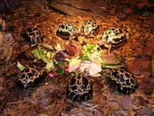 Herd of baby malagasy spider tortoises.