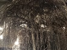 Freezing Rain turned our Weeping Cherry tree into an ice sculpture tonight.