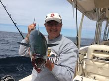Even these little 15 to 20 pound false albacore can put a hurting on you.