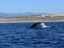 While fishing, saw a few whales