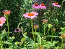 Cone flowers