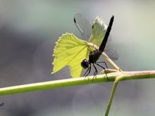 A blue dasher I believe.  The position (tail up) is due to the heat