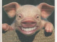 pig.jpg