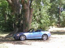 S2000 Tree Vines.jpg