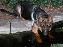 Rogue on 9-16-04, 5 Months