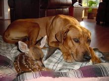 Fawn2