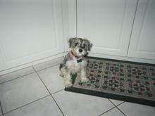 Dixie3