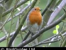 British Robin.jpg