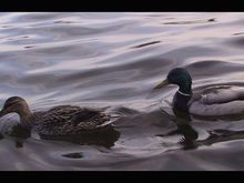 ducks.jpg