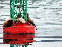 sea_lions_on_buoy.jpg