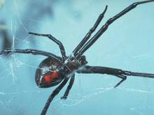 Black Widow8.jpg