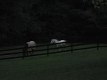 006 1763.JPG