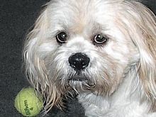 veg and ball.jpg