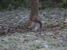 Ashridge 014.jpg