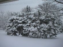 PICT0009s.JPG