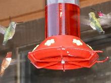 060322 Four hummers 5498.JPG
