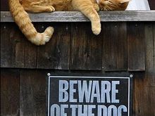 bewareofthedog.jpg