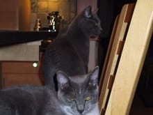 Earl Gray and Gracie (front) ignoring the Richlite counter