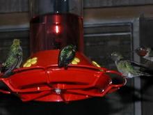 060413 5 hummers 5737.JPG