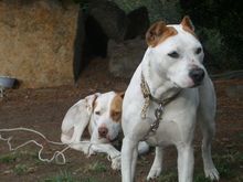 staffies.jpg