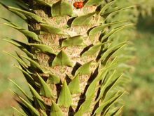 monkey puzzle.jpg