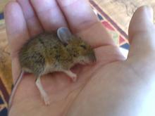 Mindy&#39;s First Mouse