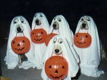 halloweendoggies.jpg