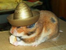 hamster-with-hat.jpg