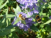 Bee.jpg