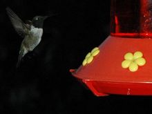 DSC_2944 070426 Four hummers.JPG