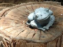 DSC_4392 070624 toad on stump.JPG
