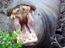 hippo 2.jpg