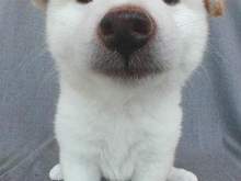 the_dog03_2.jpeg